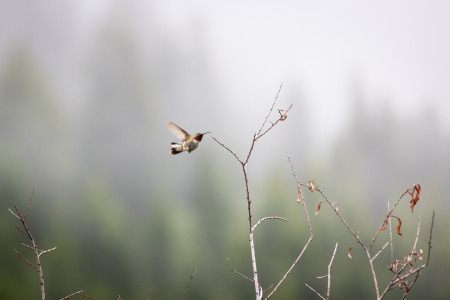 Broad-Tailed Hummingbird Flying by Branch