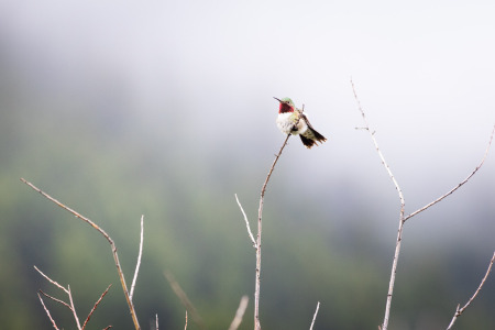 Broad-Tailed Hummingbird Against Fog