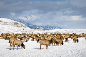 Elk Herd Below the Teton Mountains