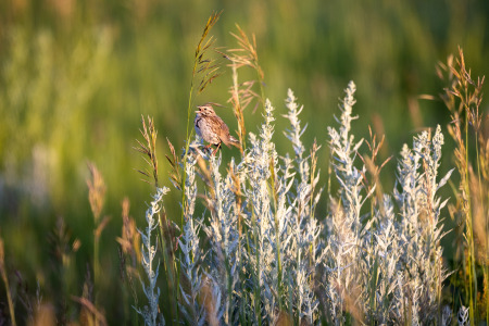 Savannah Sparrow Singing from Sagebrush