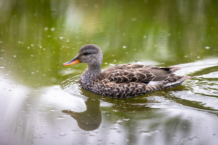Gadwall Swimming in Pond