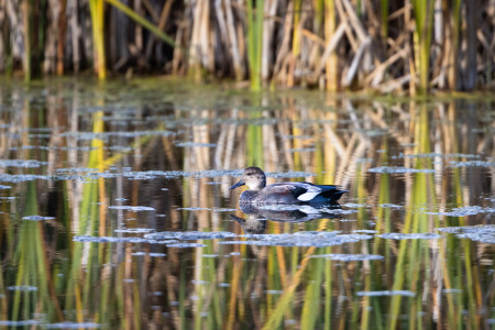 Gadwall Swimming in Calm Pond