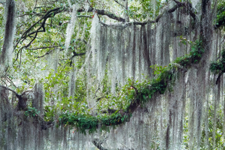 Spanish Moss Dangling from Branches