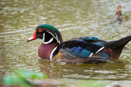 Wood Duck Swimming in Pond