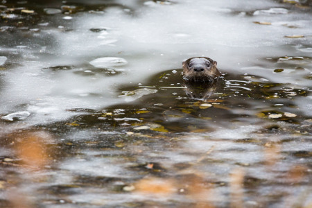 Otter Peeking from Ice