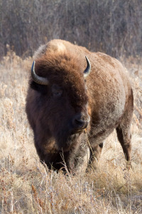 Bison Standing in Meadow