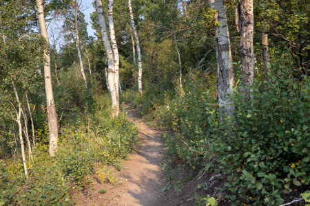Hillbender Trail in Aspens and Brush