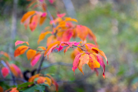 Fall Leaves Along Hillbender Trail