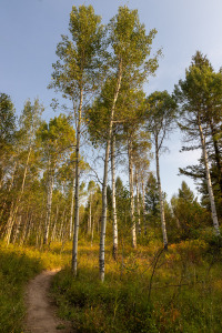 Tall Aspen Trees Along Hillbender Trail