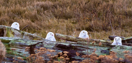 Snowy Owls Resting