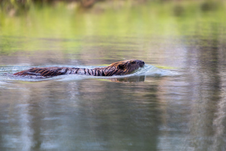 Beaver Swimming Through Pond
