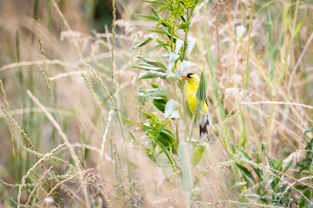 American Goldfinch Feeding on Grasses