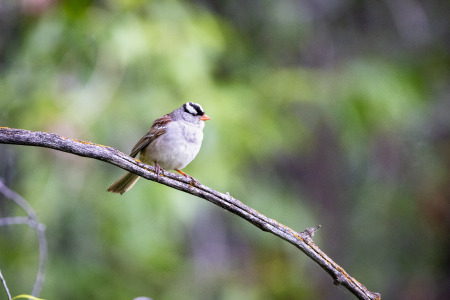 White-Crowned Sparrow on Branch