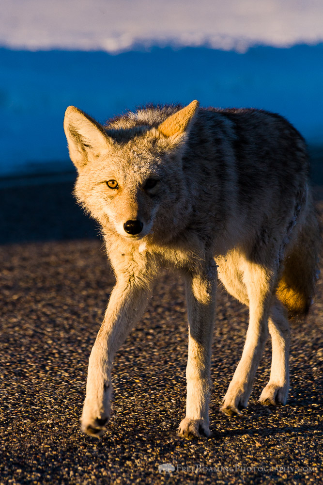 Coyote in Gros Ventre Road