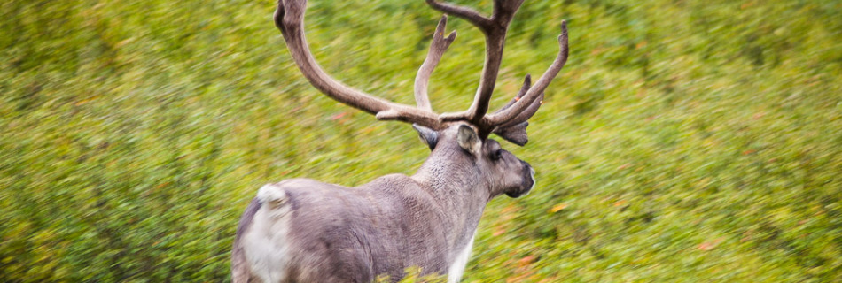 Caribou Running through Brush