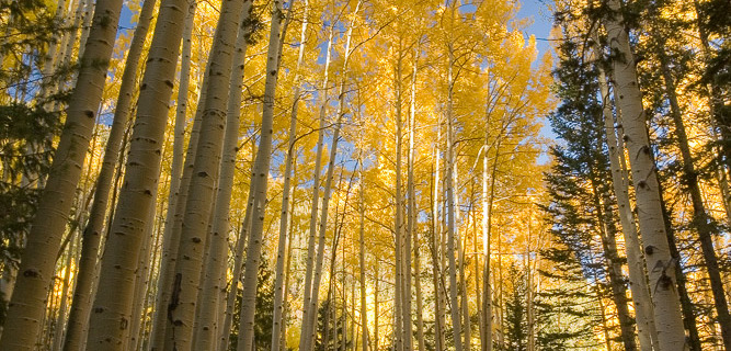 Fall Aspen Leaves on Trail