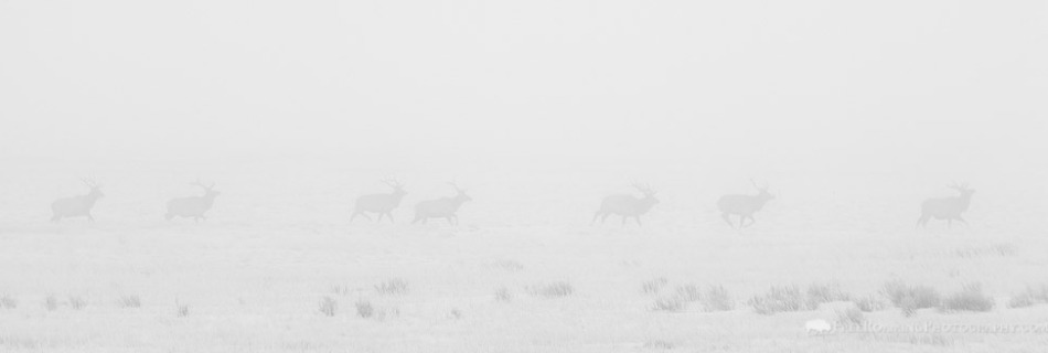 Bull Elk Running Through Fog