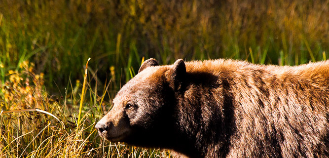 Black Bear Walking Through Grass