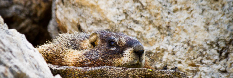 Resting Marmot