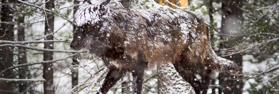 Black Wolf in Spring Snow