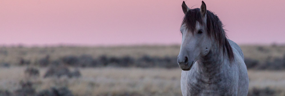 White Mustang in Desert Sagebrush