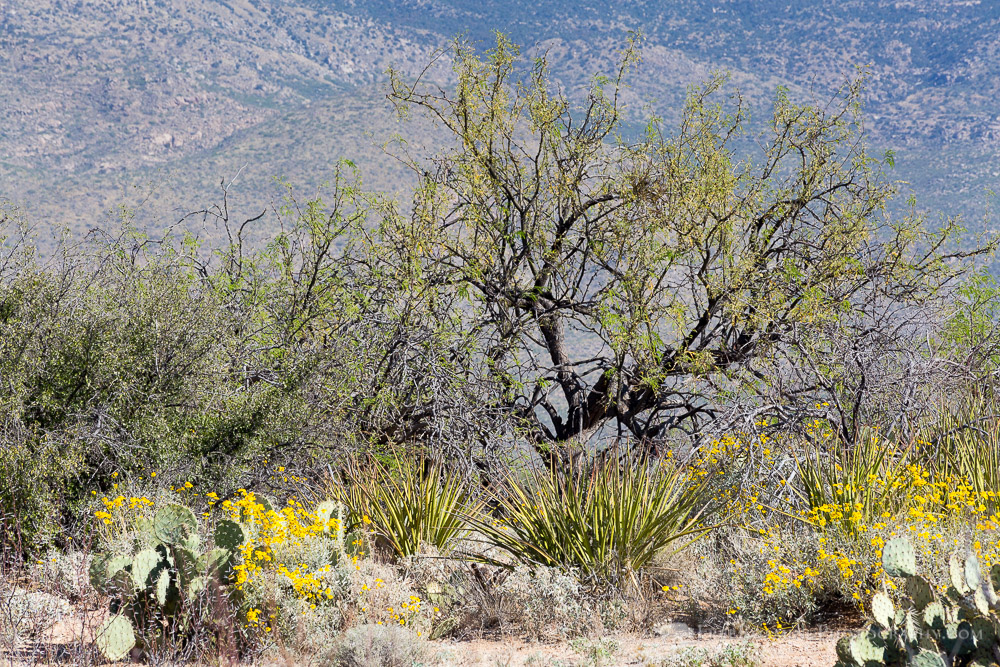 Sonoran Desert Vegetation