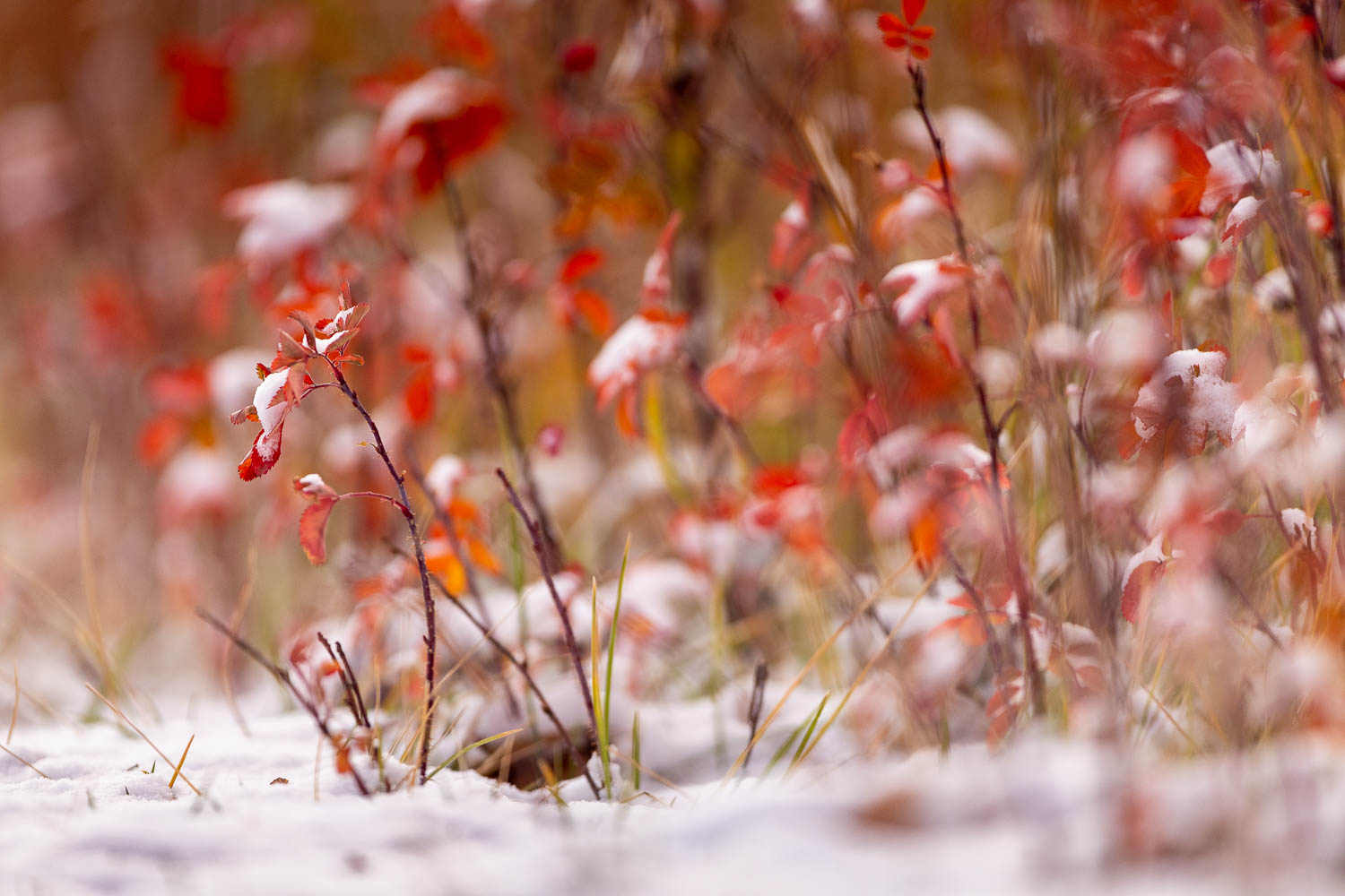 Dusting of Snow on Fall Leaves - Free Roaming Photography