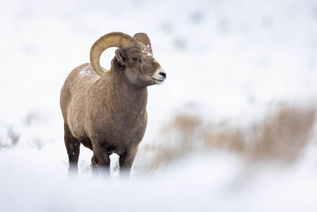 Bighorn Sheep Ram Standing in Snowy Hills