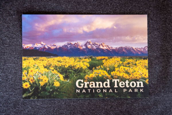 Tetons and Wildflowers Postcard