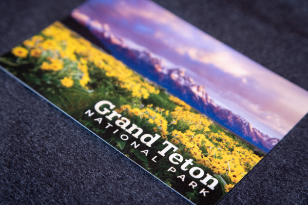 Balsamroot Wildflowers Postcard - Grand Teton National Park