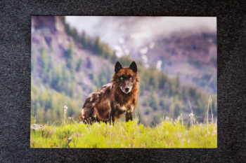 Black Wolf 712M Greeting Card - Yellowstone National Park
