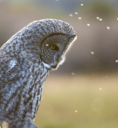 Great Gray Owl and Bugs
