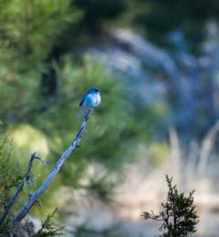 Blue Grosbeak Looking Out from Perch