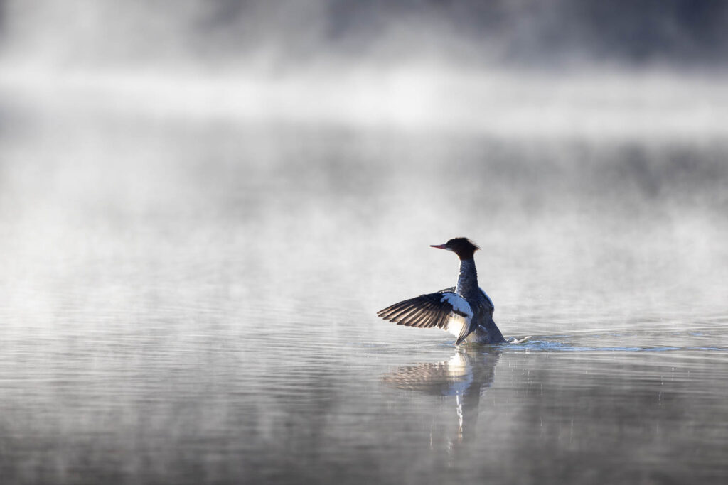 Merganser Duck Flapping Wings in Fog