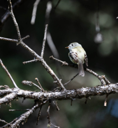 Ruby-Crowned Kinglet on Branch