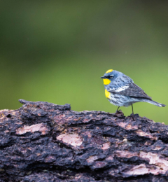 Yellow-Rumped Warbler on Old Tree Log