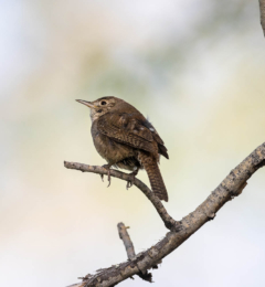 House Wren Staring Out from Branch