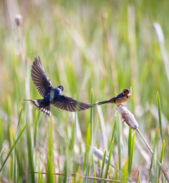 Barn Swallows Fighting over Perch