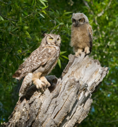 Great-Horned Owlets and Parent
