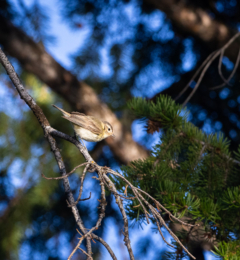 Warbling Vireo Perched on Branch