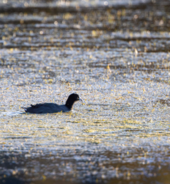 American Coot Swimming in Pond