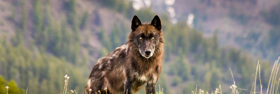 Black Wolf in Yellowstone
