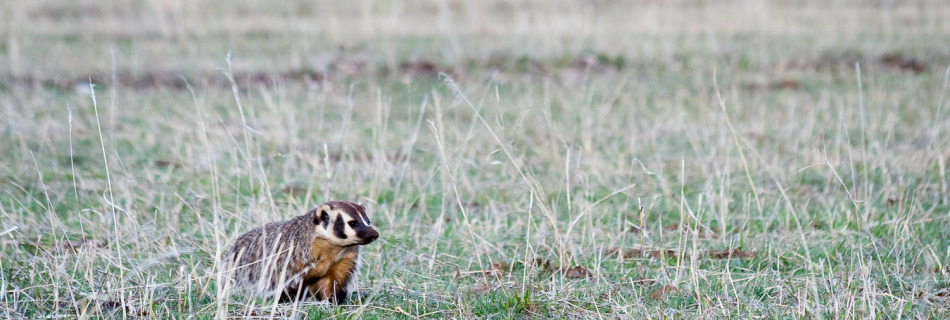 Badger on Antelope Flats