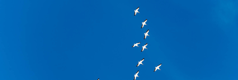 Rookery of White Pelicans in Flight