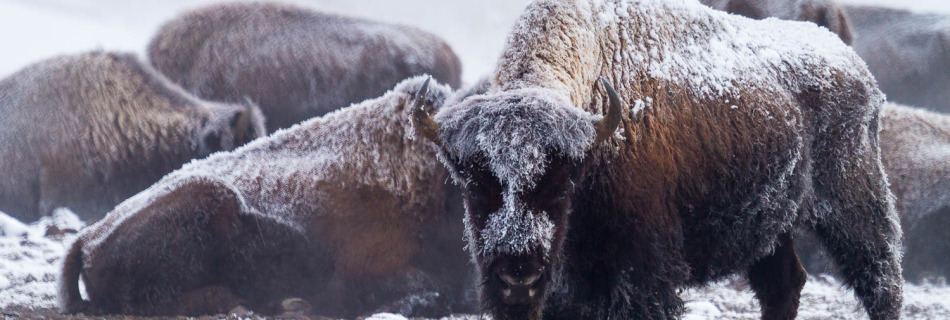 Bison Resting in the Upper Geyser Basin