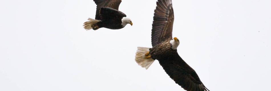 Two Bald Eagles in Flight