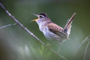 A marsh wren singing from a branch in bushes. National Elk Refuge, Wyoming